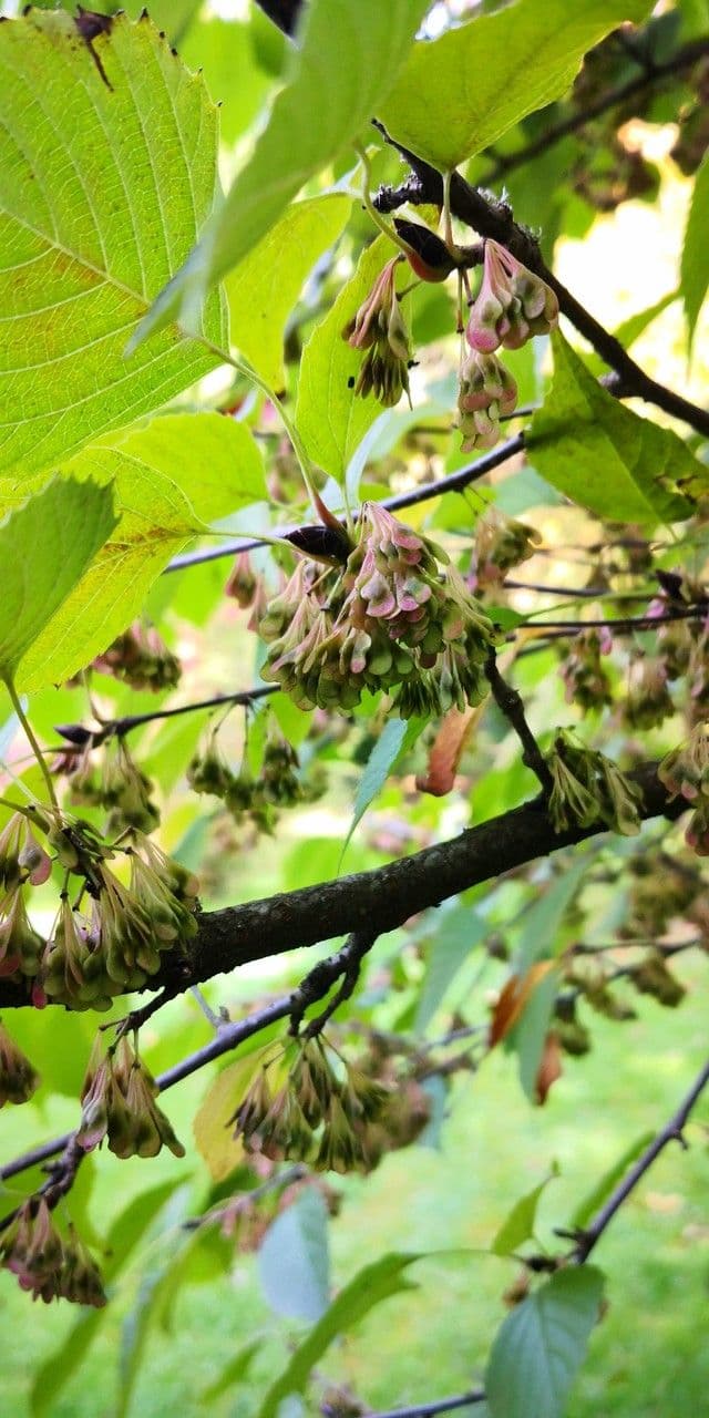Euptelea polyandra