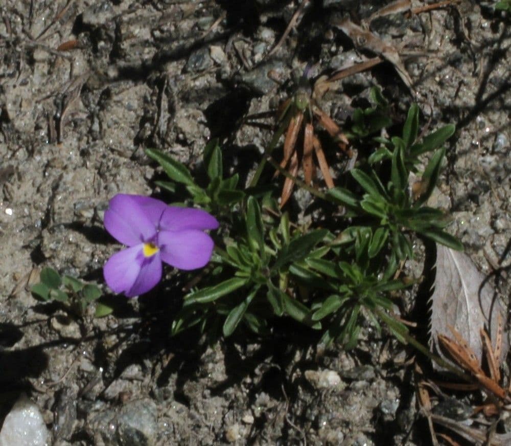 Viola 10