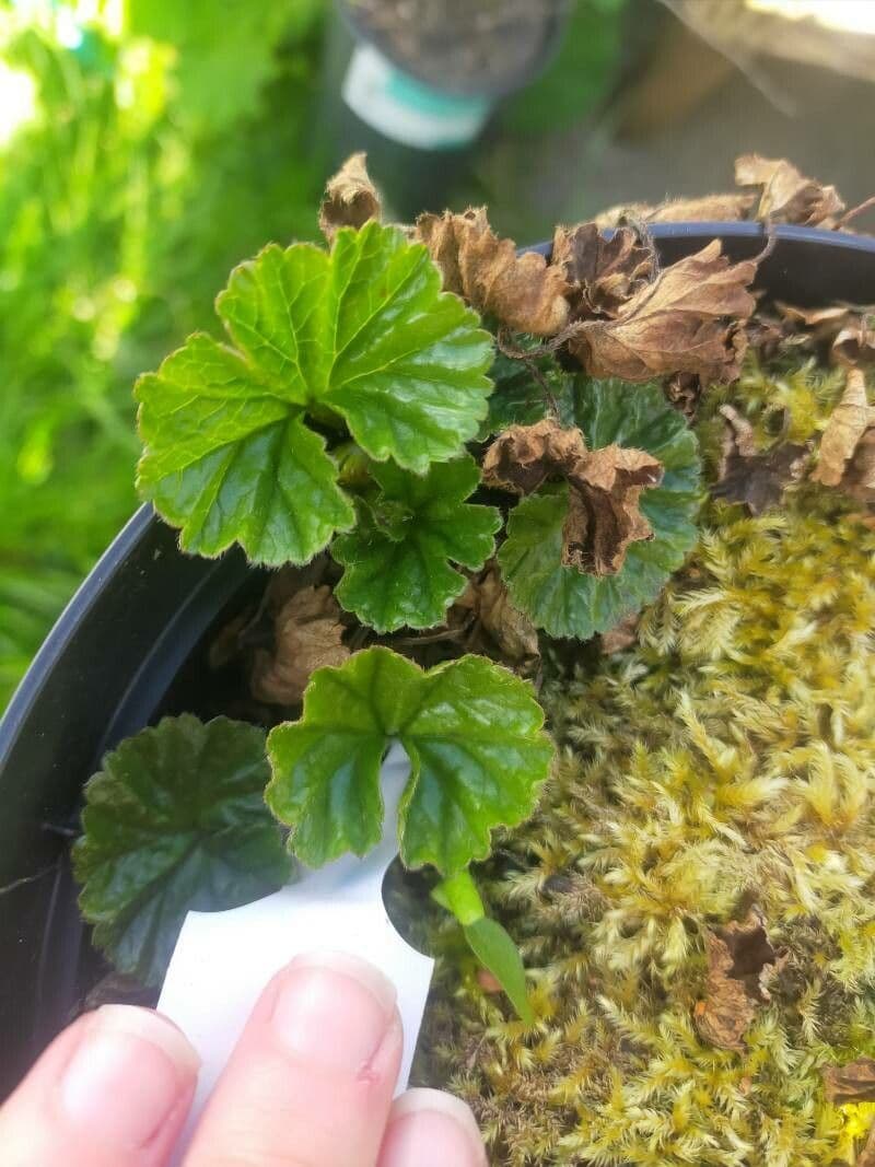 Magellan-Gunnera 12