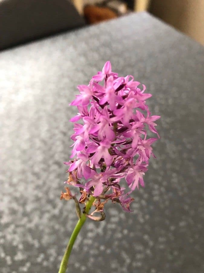 Orchidea palustre purpurea 2