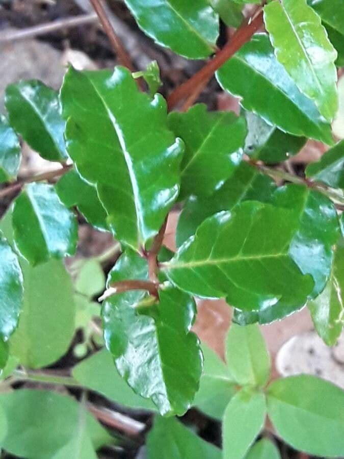 Zanthoxylum 4