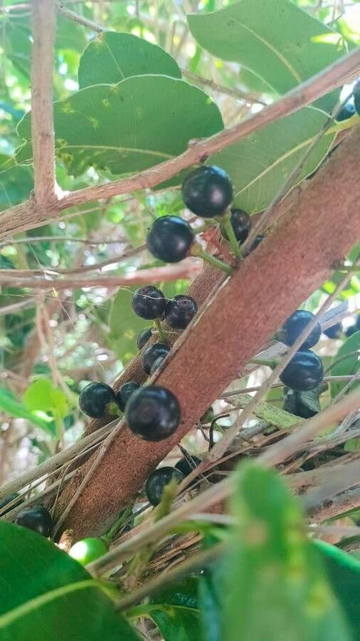 Sideroxylon 2