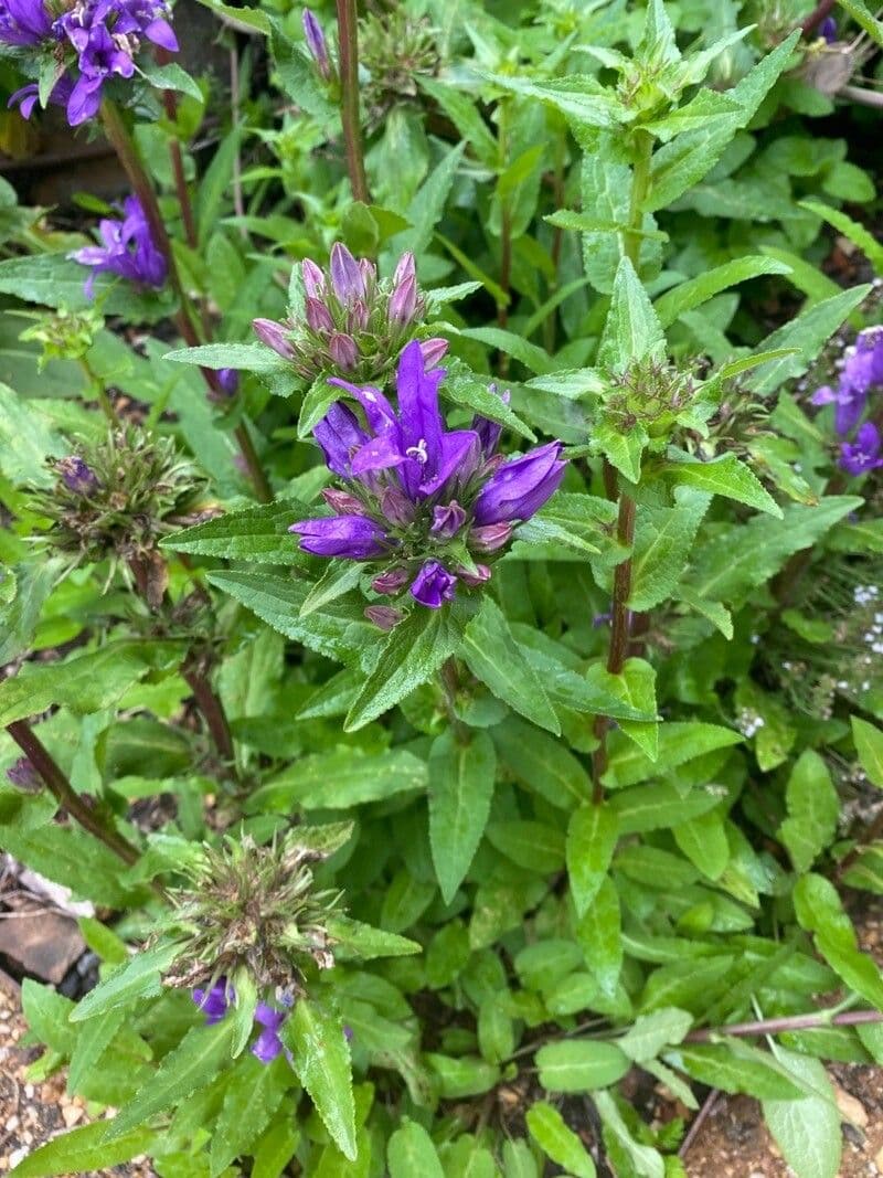 Campanula cervicaria 4