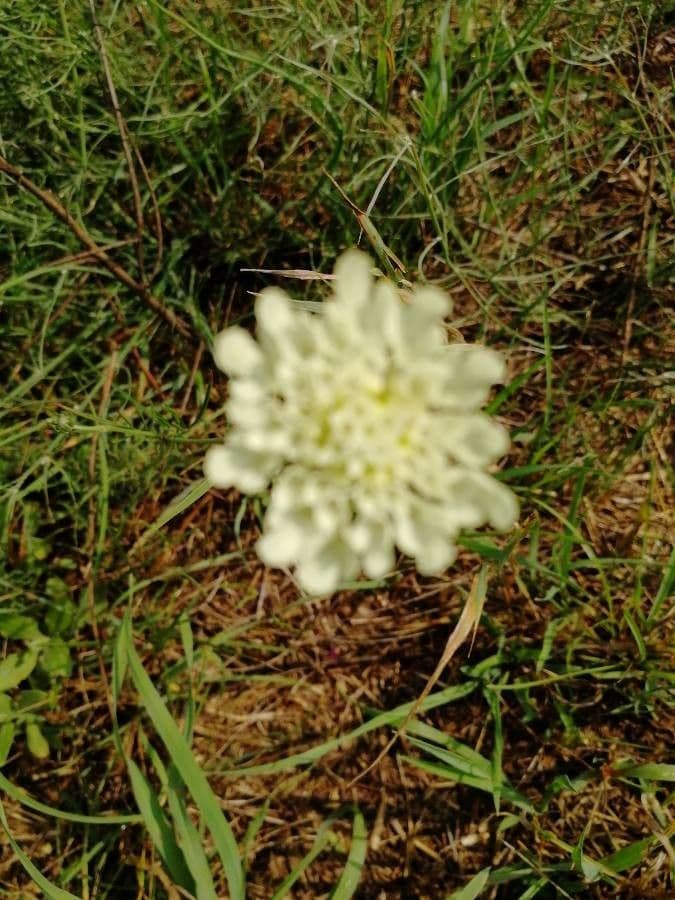 Ockergelber Witwenblumen 21