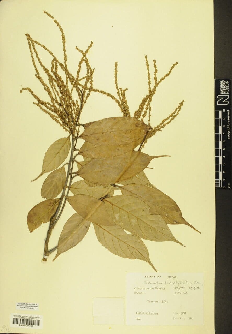 Lithocarpus 4
