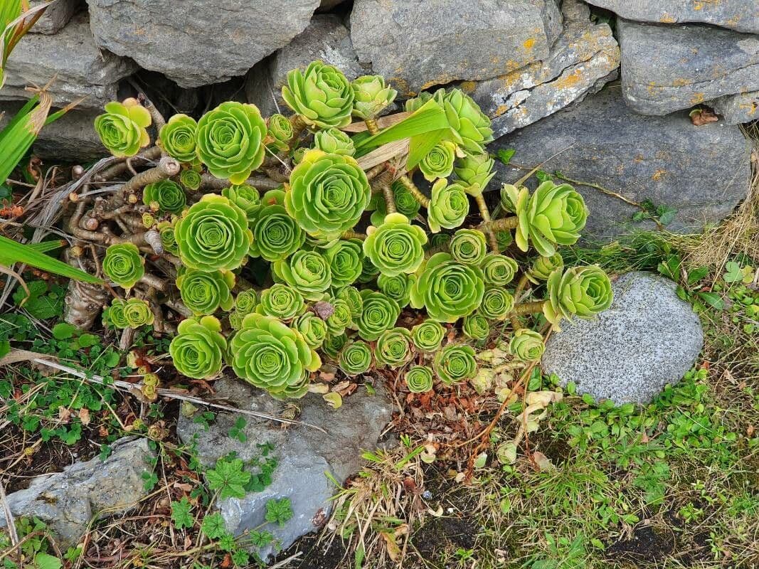 Aeonium 13