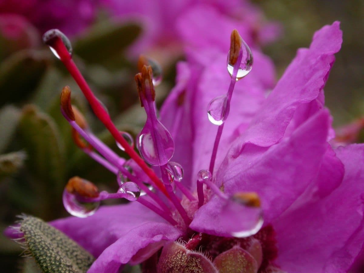 Rododendro setoso 6