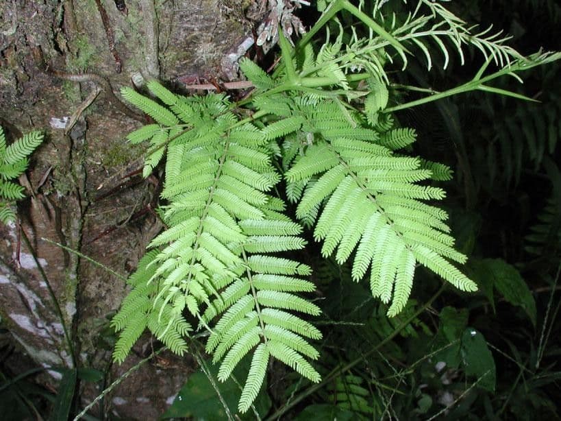 Vachellia 2