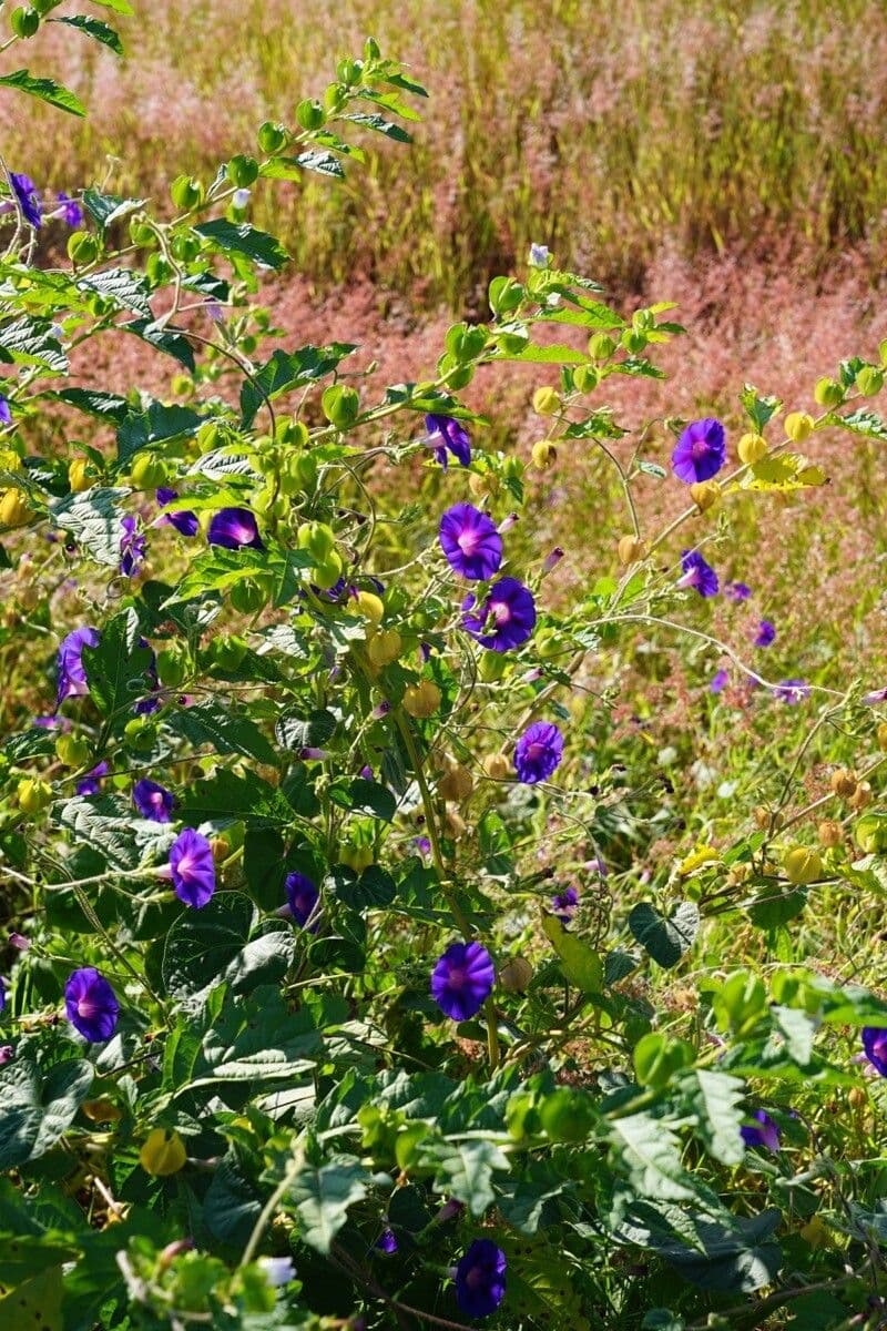 Ipomoea tricolor