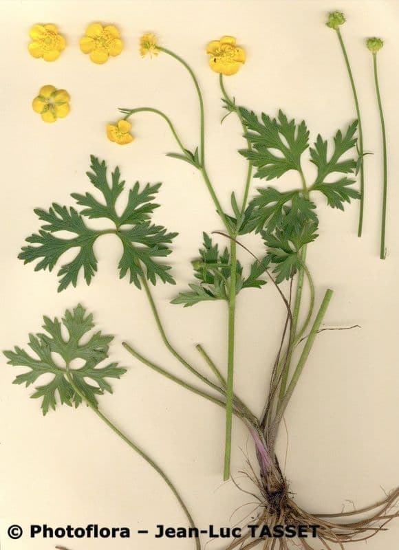 Ranunculus 9