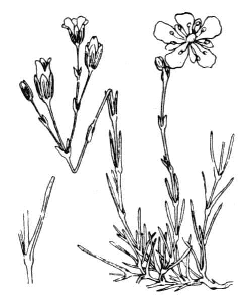 Cherleria capillacea 22