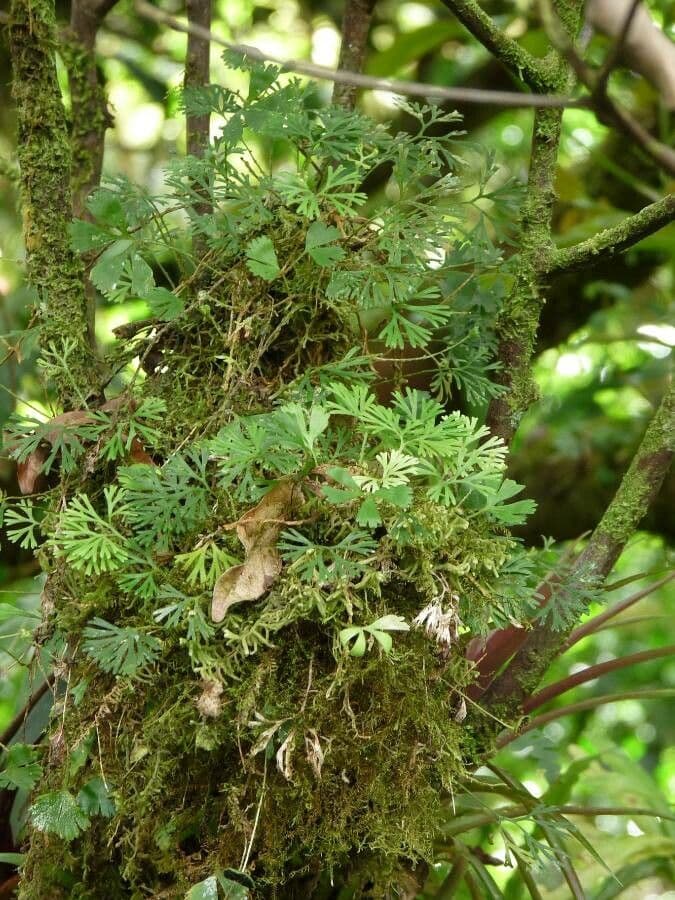 Elaphoglossum peltatum 14