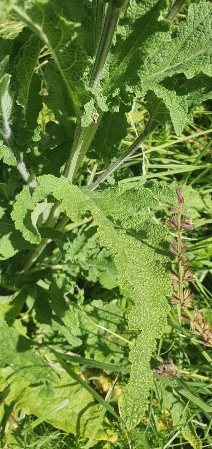 Salvia 6