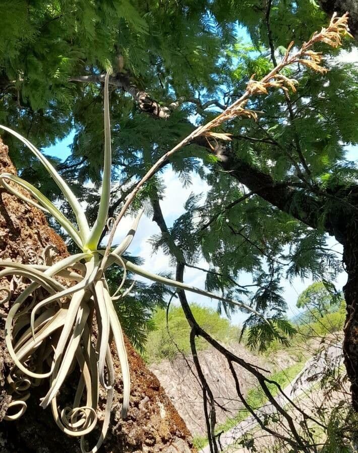 Tillandsia duratii 4