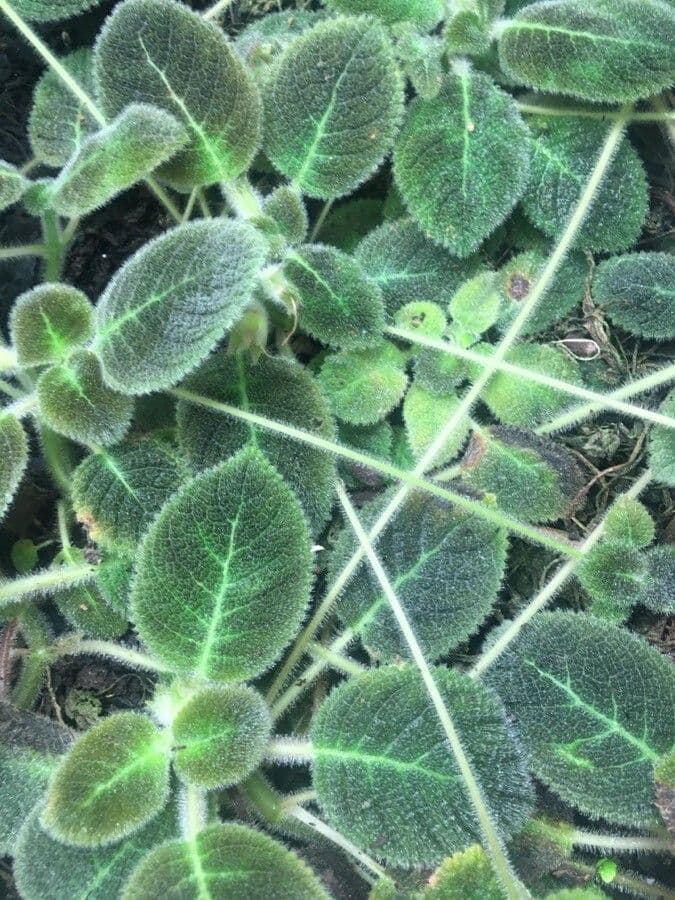 Episcia 5