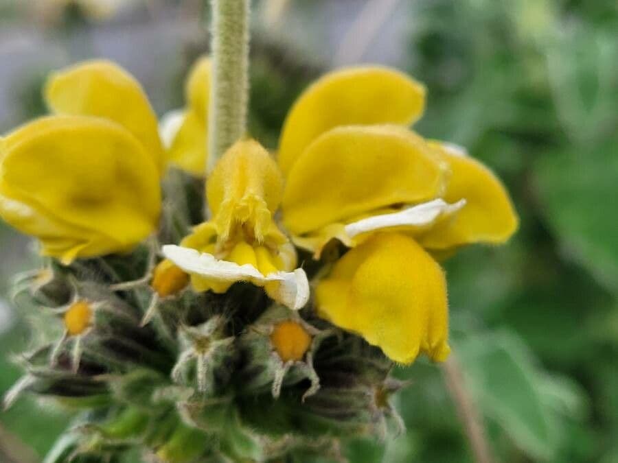 Phlomis 3