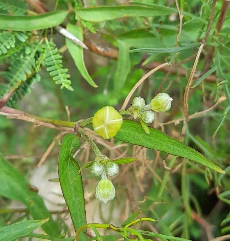 Clematis campestris 16
