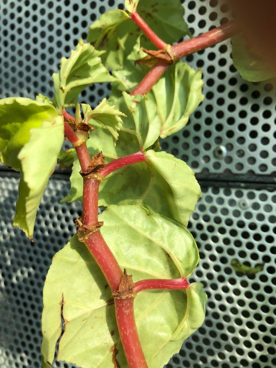 Begonia