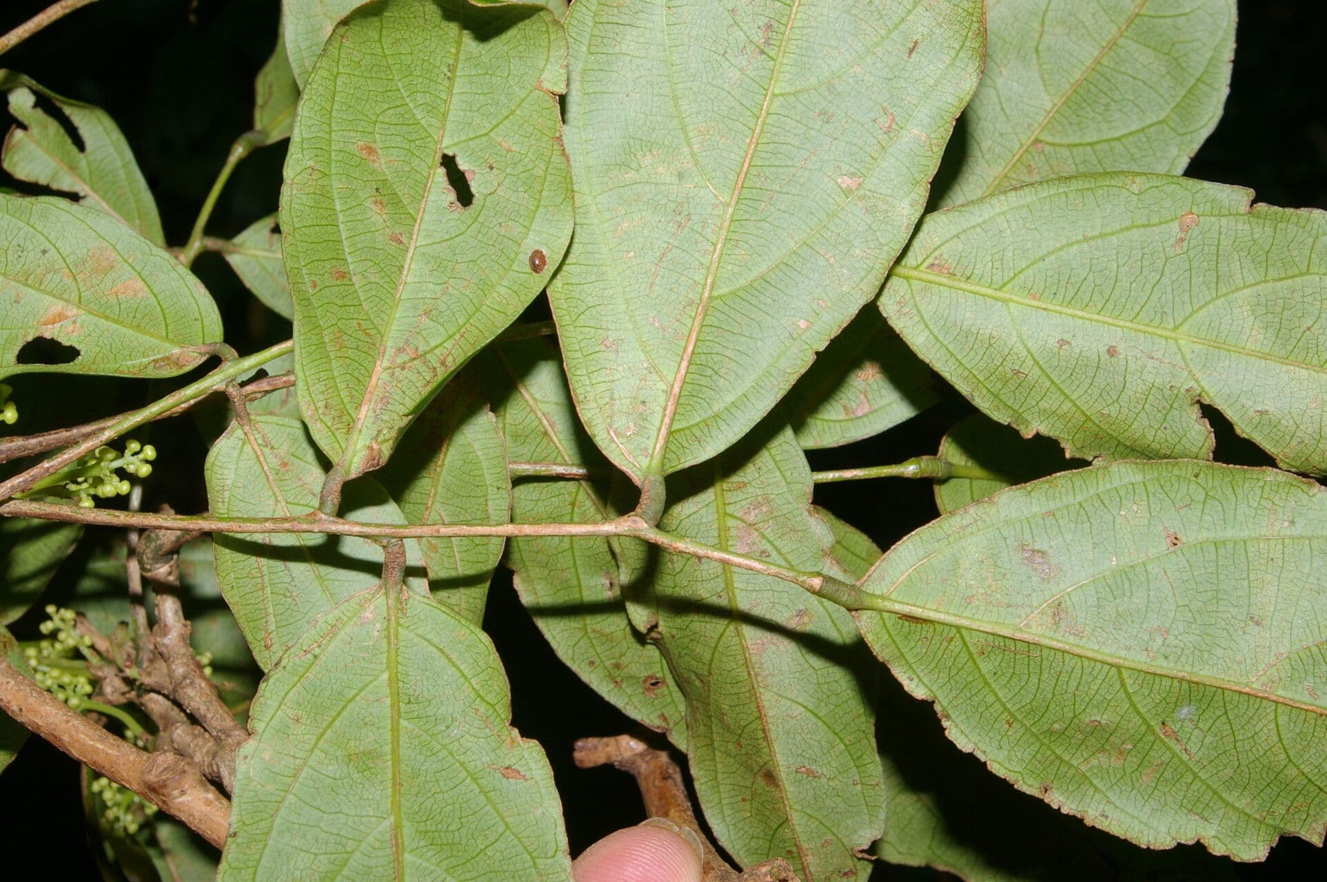 Rourea