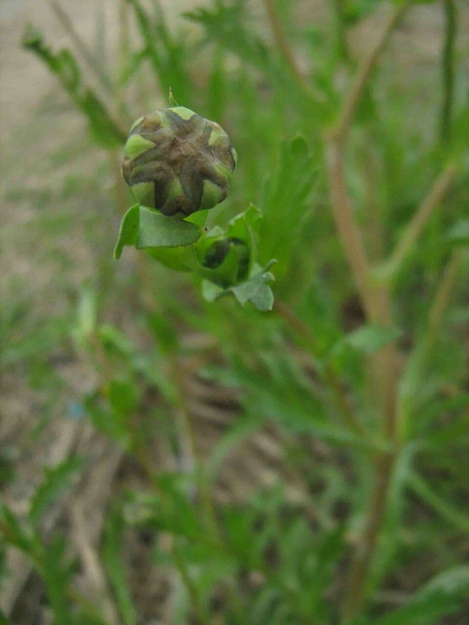 Saat-Wucherblume 30