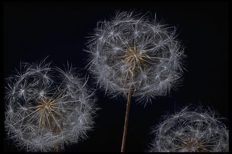Agoseris retrorsa 3