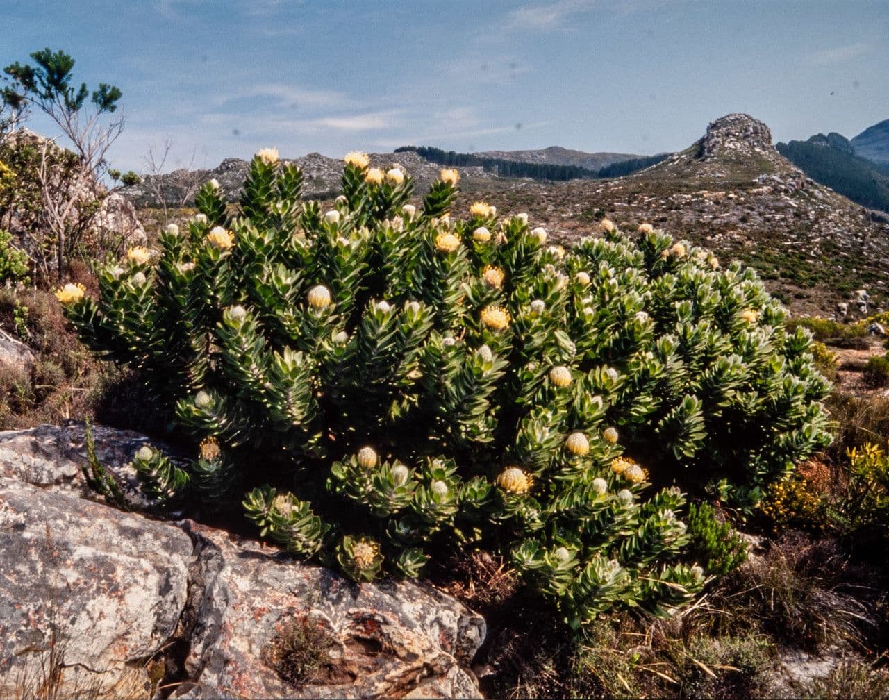Leucospermum 11