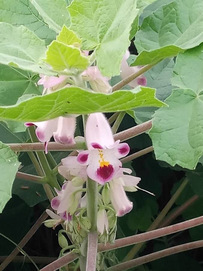 Martynia annua 9