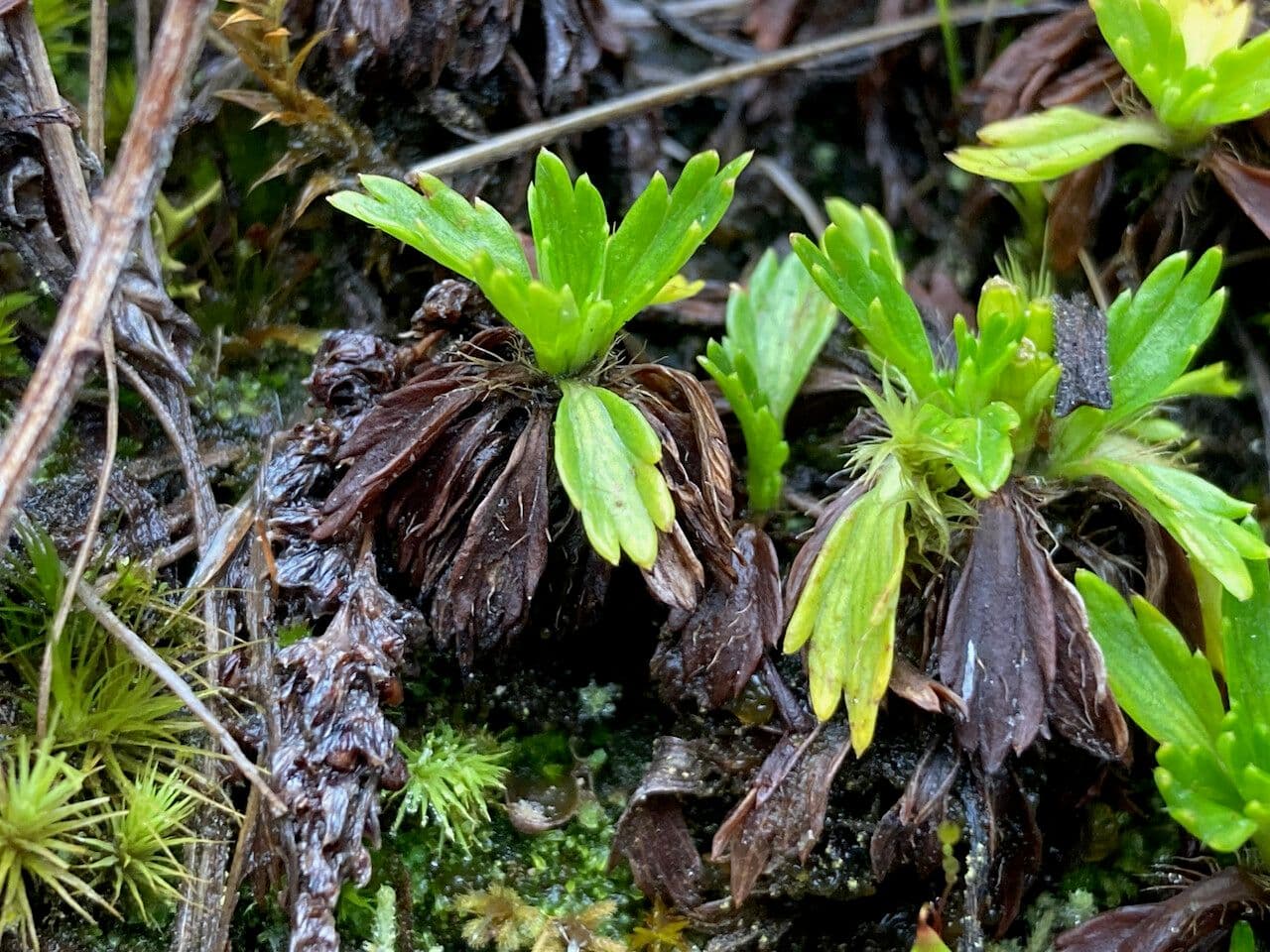 Azorella 8