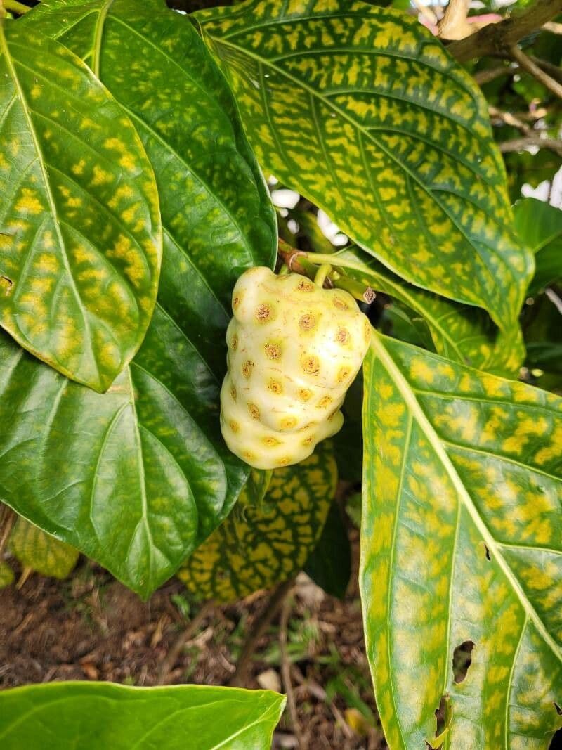 Indische Maulbeere 3