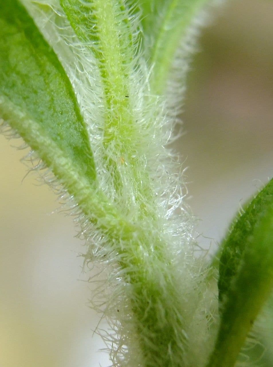 Stevia 22