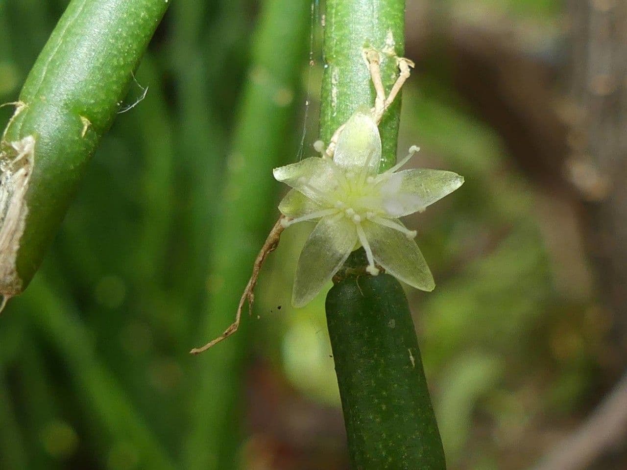 Cactus vischio 10