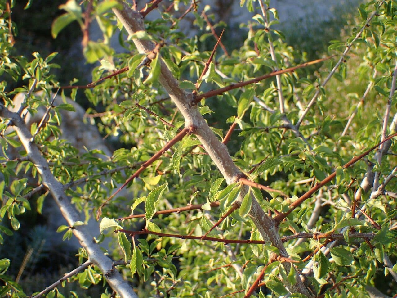 Prune 5