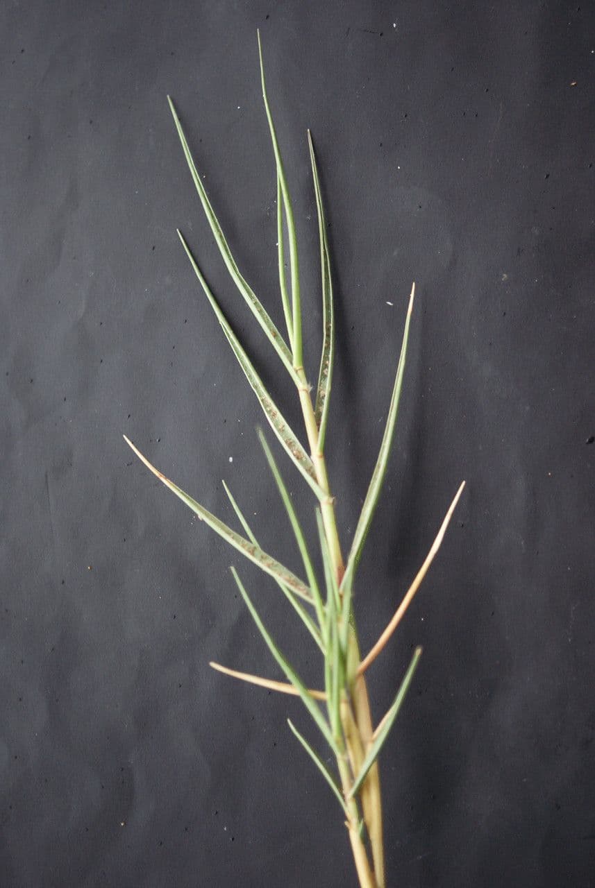 Sporobolus 17