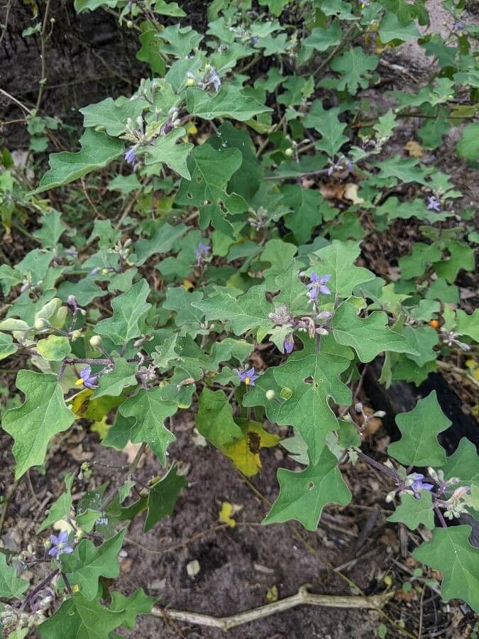 Solanum 12