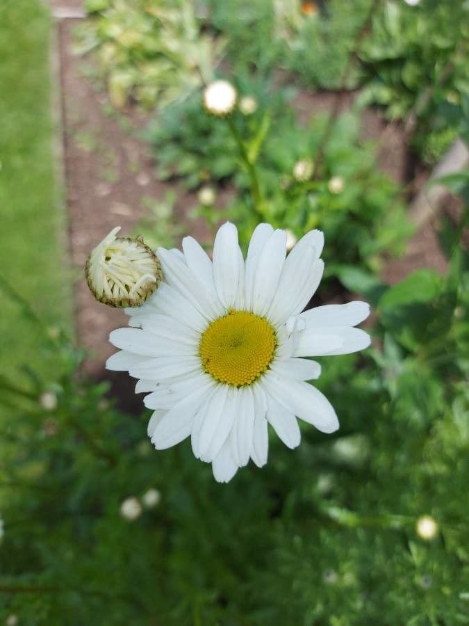 Margherita comune 7