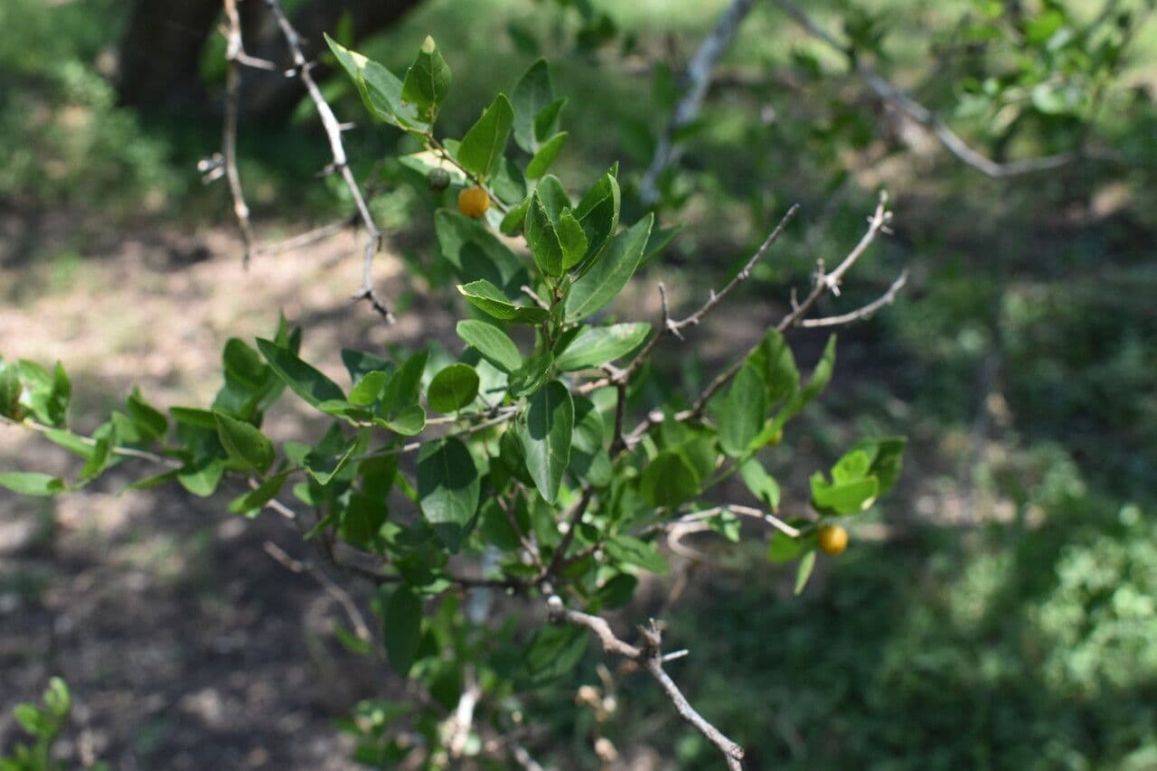 Celtis 7