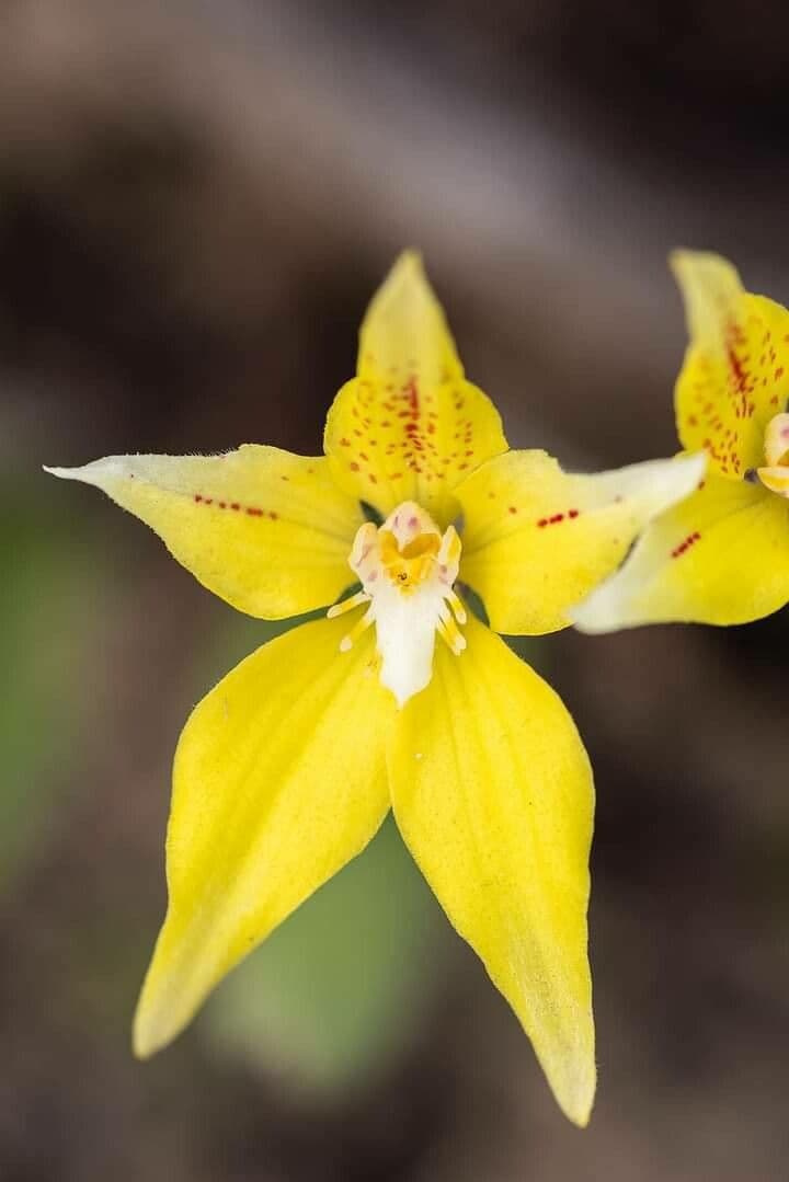 Caladenia flava