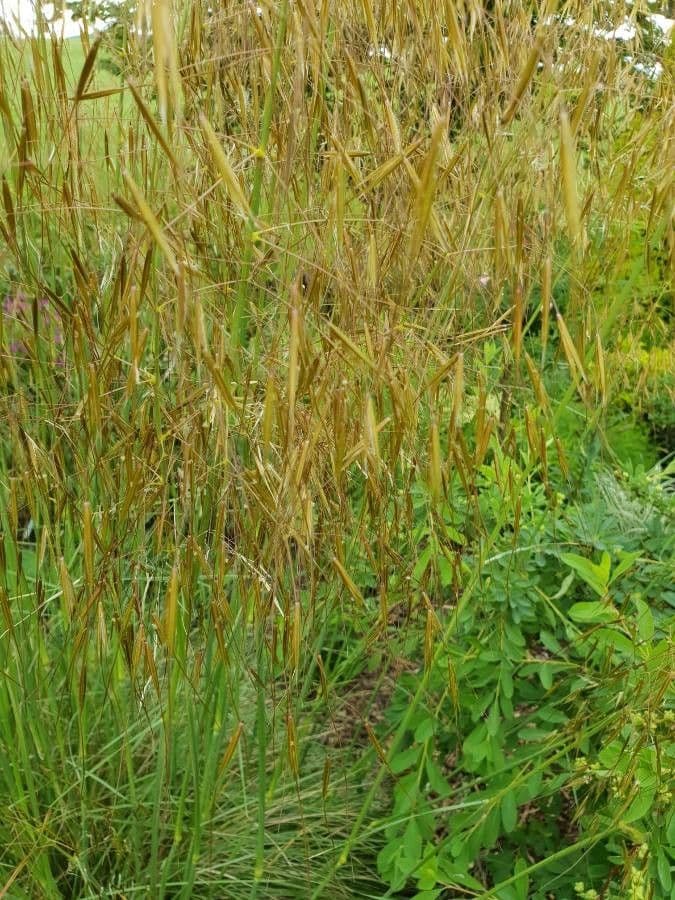 Stipa 4