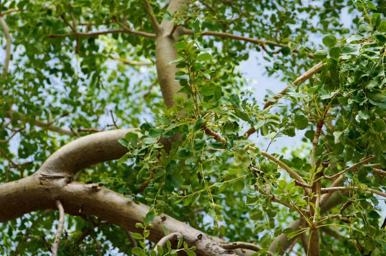 Marula 23