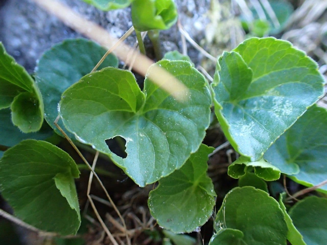 Viola biflora 11