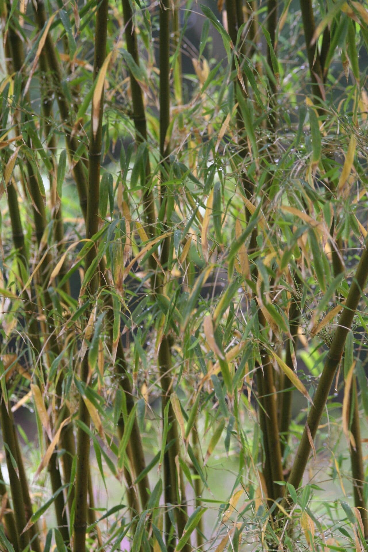 Bambù di Hooker dell'Himalaya 7