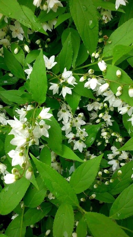 Deutzia scabra 11