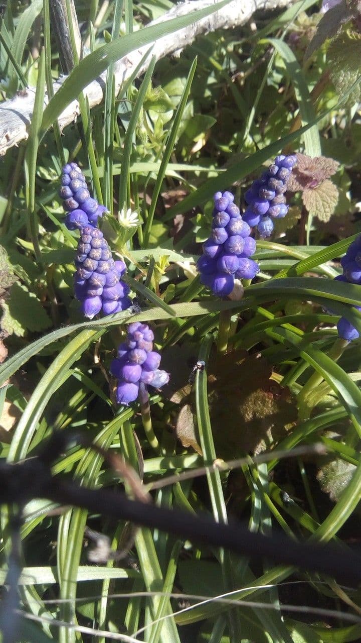 Muscari armeniaco 6