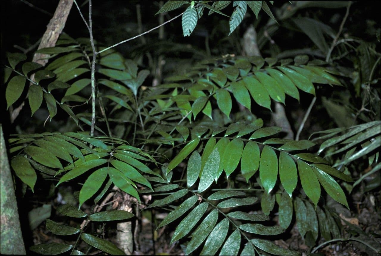 Zamia 4