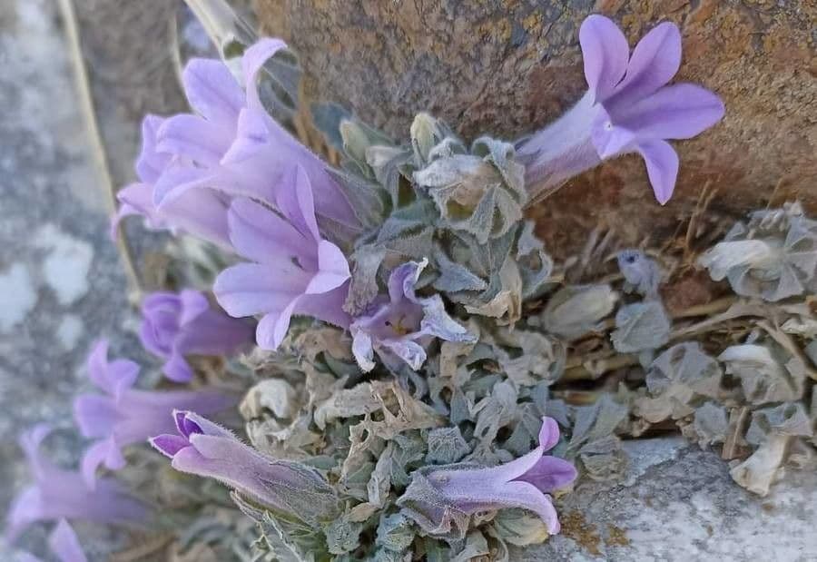 Campanula 8