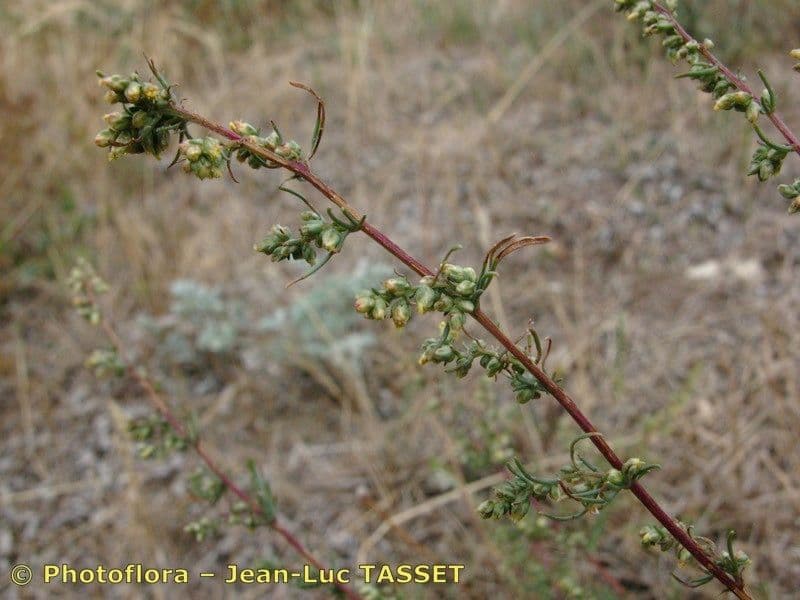 Field sagewort 26