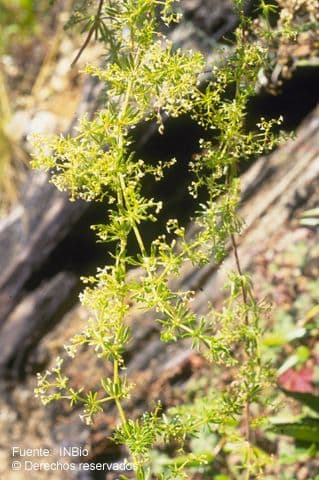 Galium mexicanum