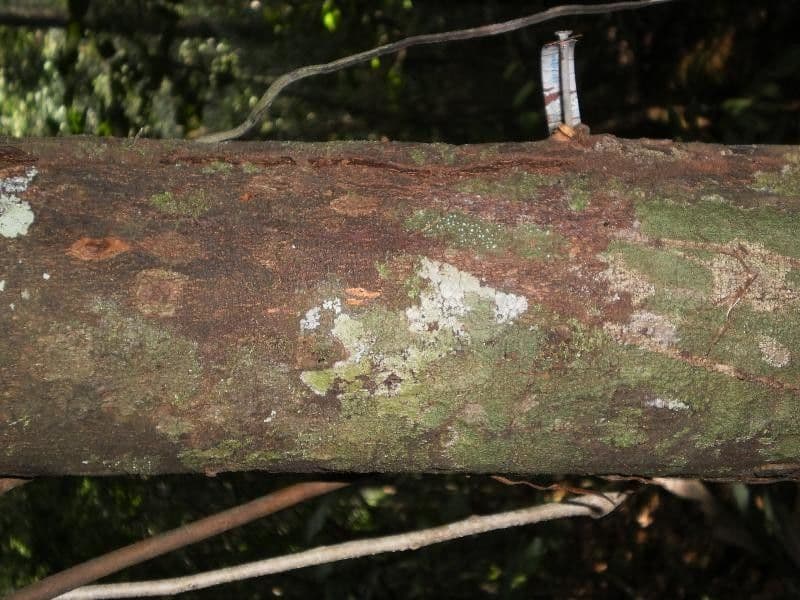 Trichilia 8