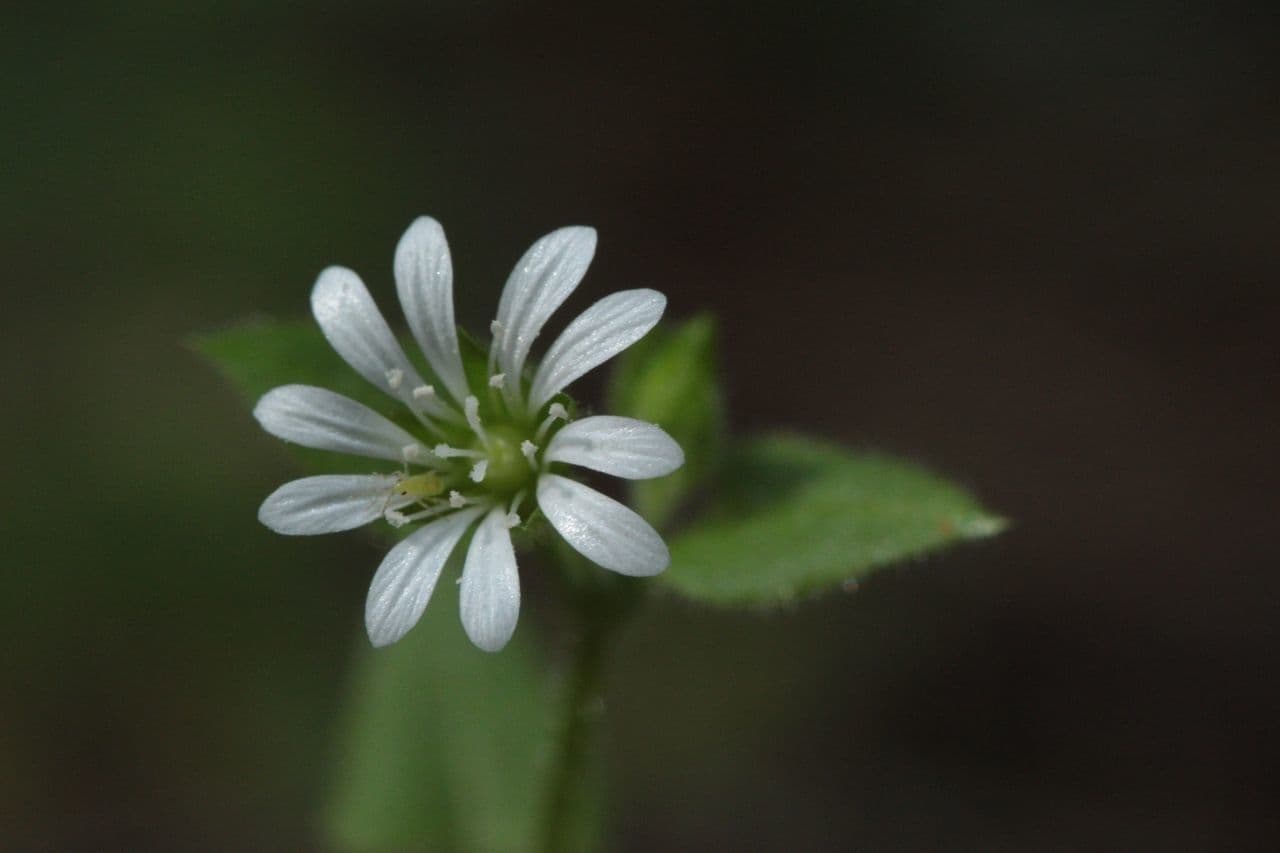 Stellaria cuspidata 4