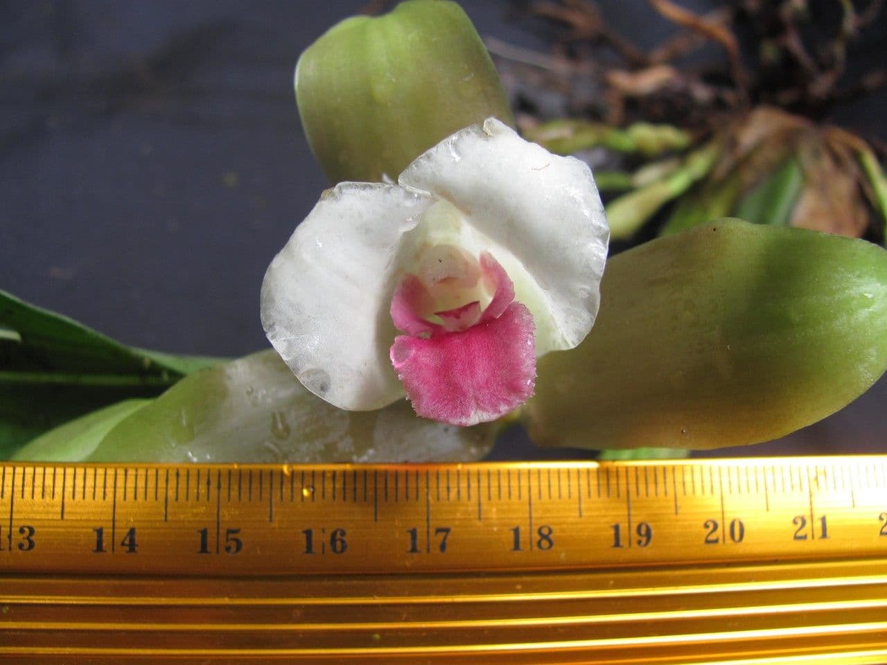 Lycaste